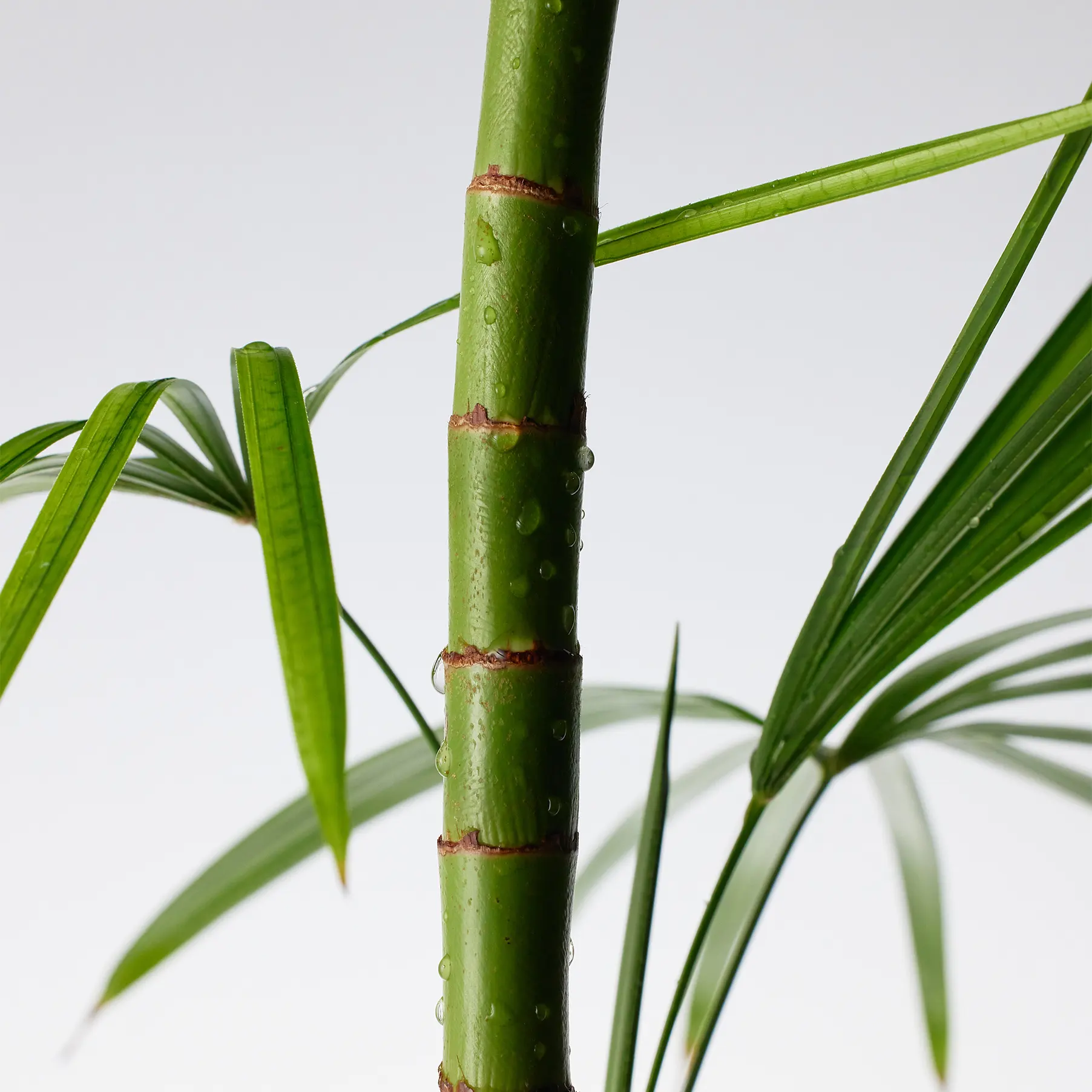 Purito Mighty Bamboo Panthenol Cream